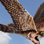 Drone Bird Company developed ultra-realistic Falcon-shaped 3D-printed drones