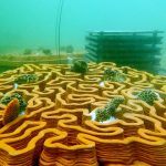 Bioactive Concrete: A sustainable solution for marine biodiversity and urban greenery