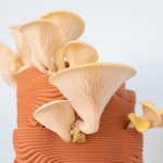 Mycelia House is a minimal practical vessel for mushrooms by Caity Duffus
