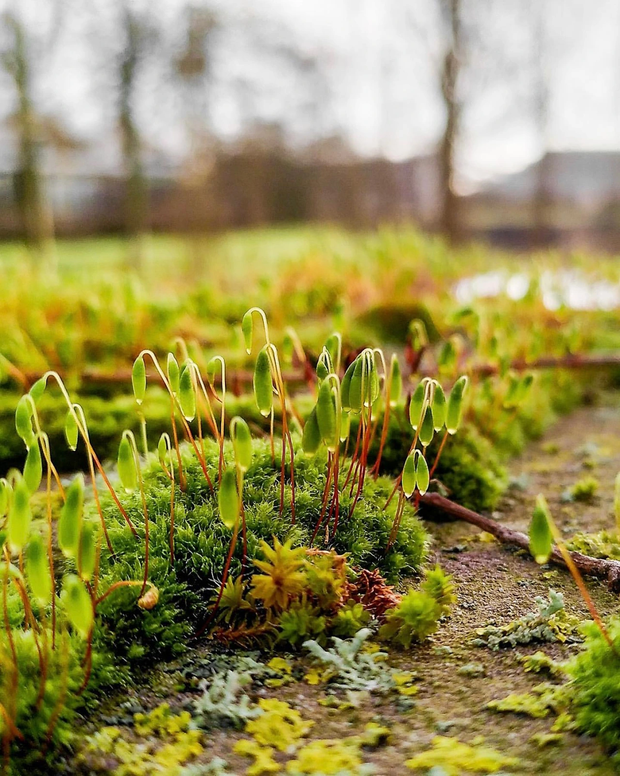How Respyre’s Moss Concrete Is Turning Netherlands Into Living Ecosystems 6 How Respyre’s Moss Concrete Is Turning Netherlands Into Living Ecosystems