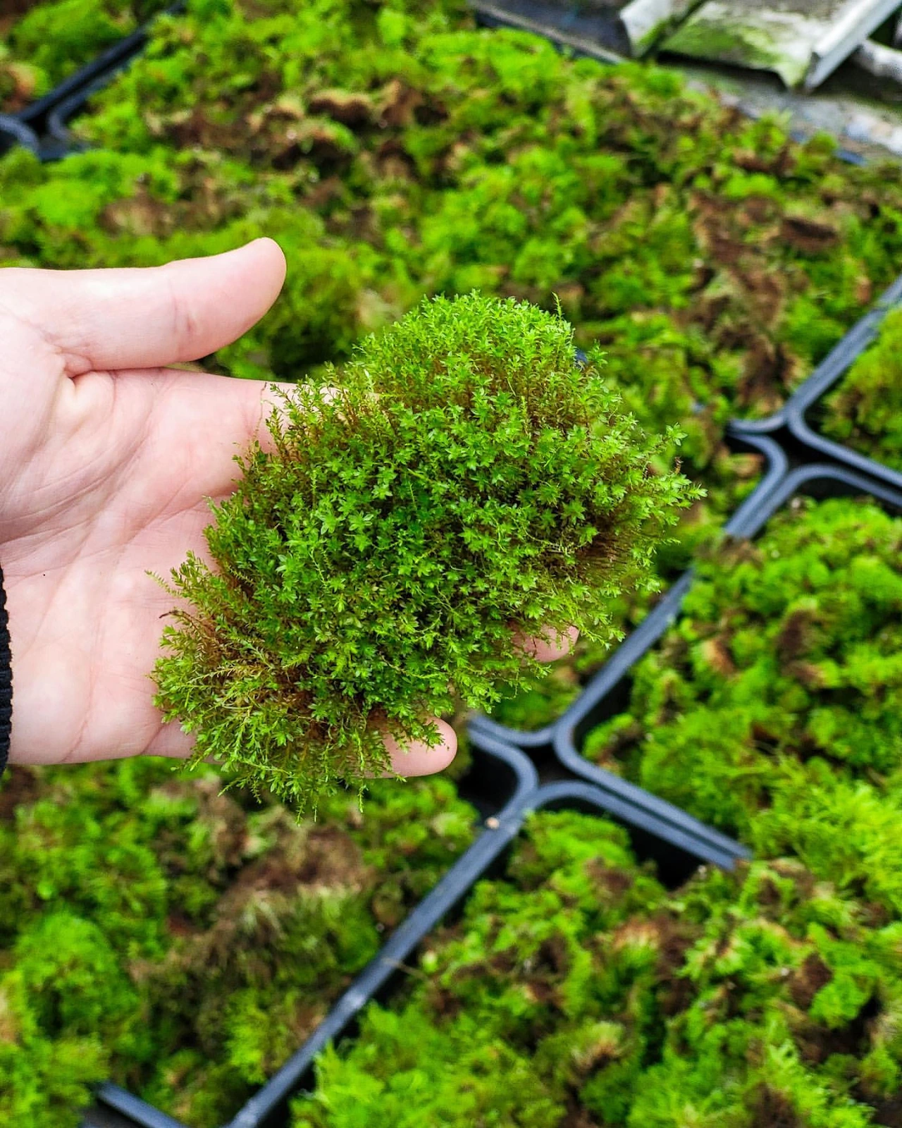 How Respyre’s Moss Concrete Is Turning Netherlands Into Living Ecosystems 12 How Respyre’s Moss Concrete Is Turning Netherlands Into Living Ecosystems