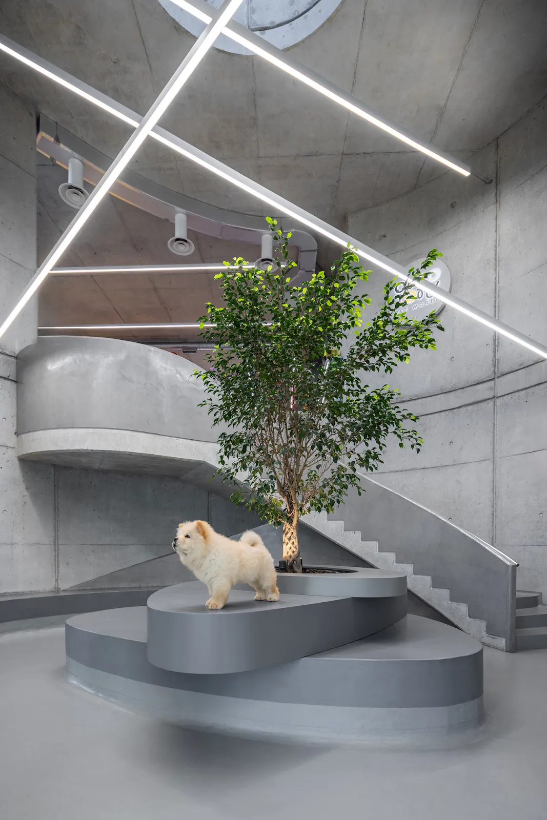 Curved Concrete Vet Hospital in Tirana by Davide Macullo Architects 8 Curved Concrete Vet Hospital in Tirana by Davide Macullo Architects