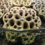 Sydney’s 3D-Printed Living Seawalls