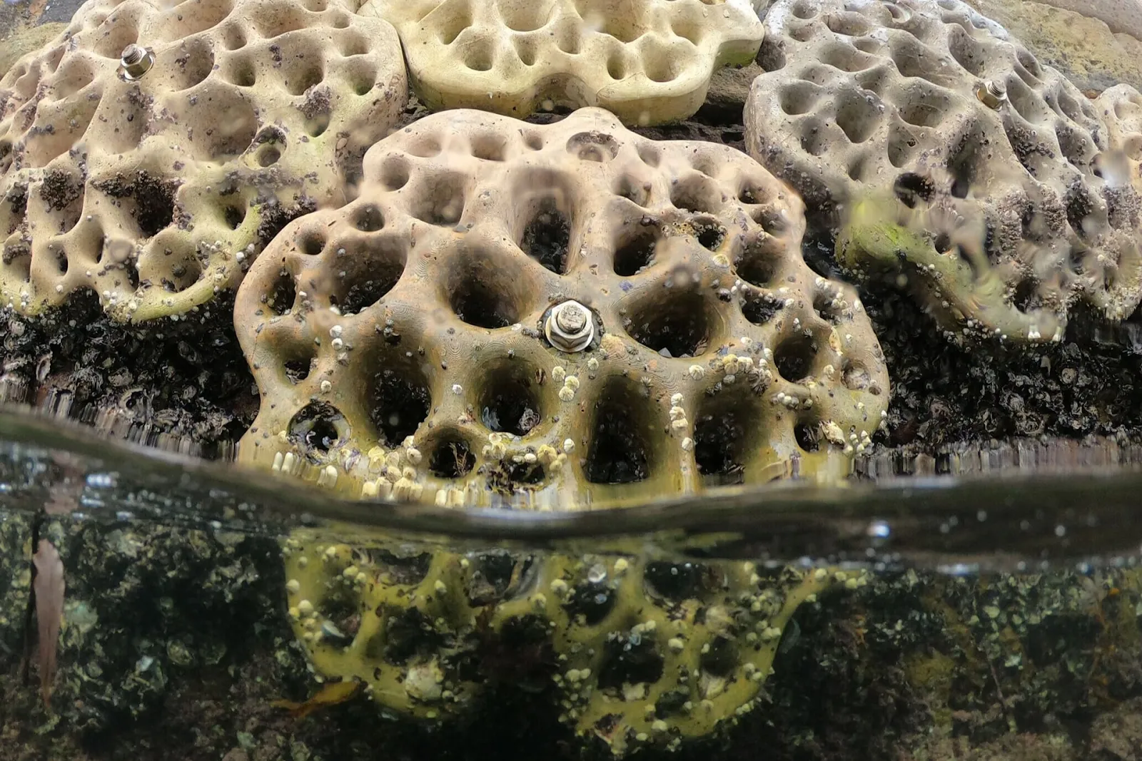 Sydney’s 3D-Printed Living Seawalls