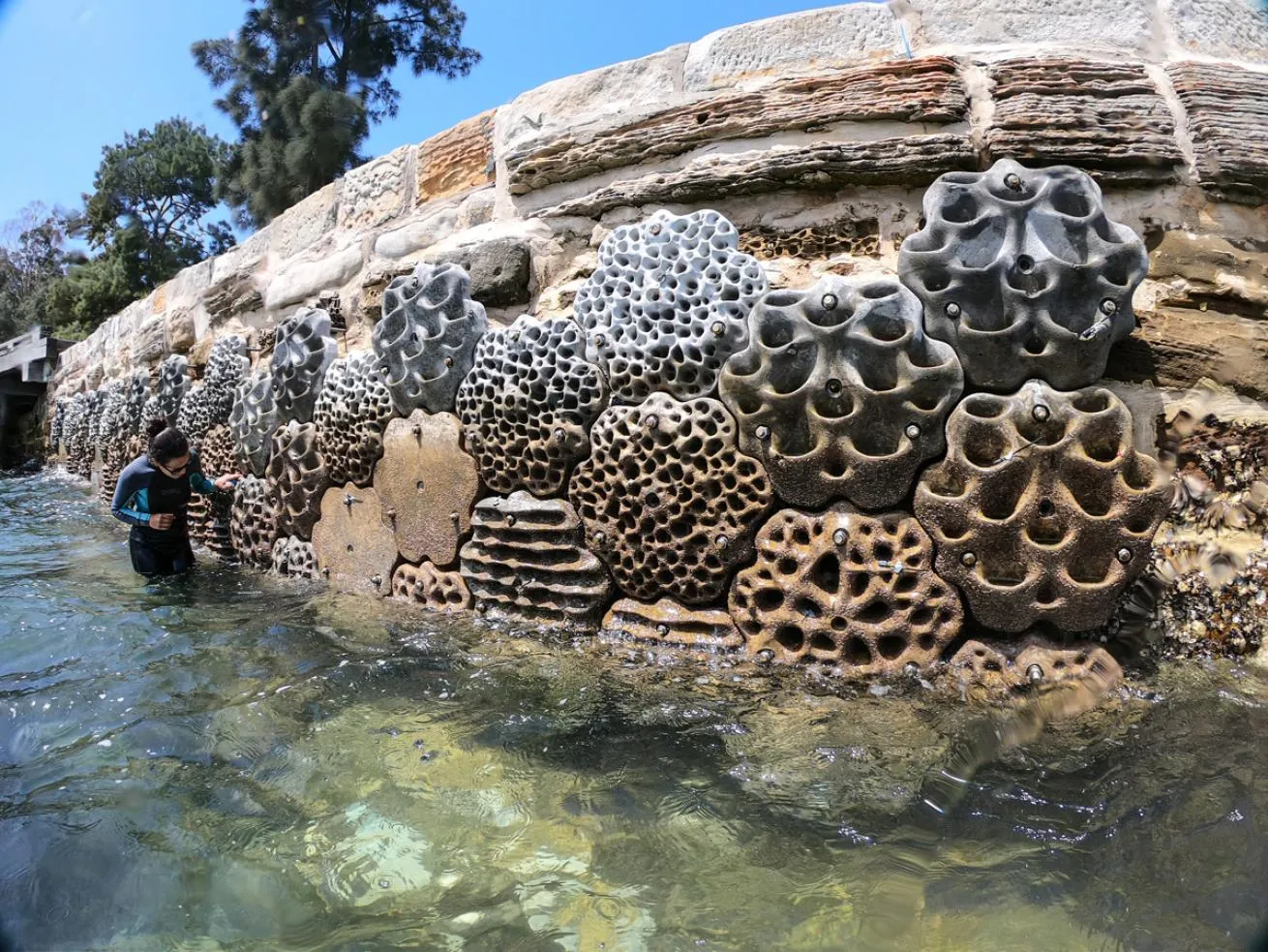 Sydney’s 3D-Printed Living Seawalls