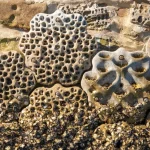 Sydney’s 3D-Printed Living Seawalls
