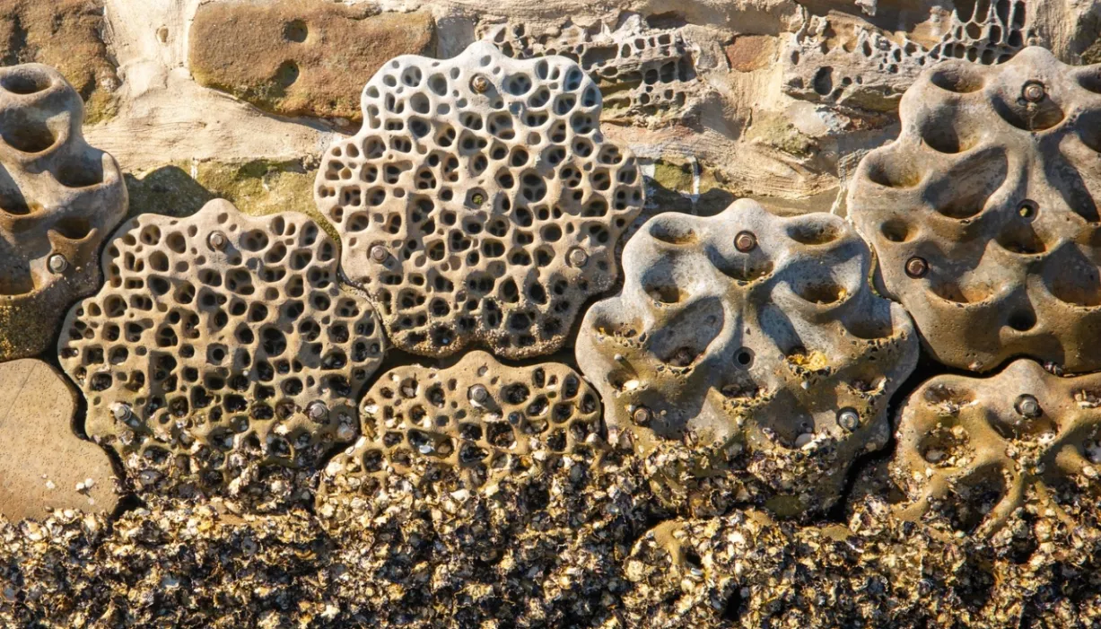Sydney’s 3D-Printed Living Seawalls