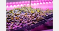 China Launches World’s First Fully Unmanned 20-Storey Vertical Plant Factory