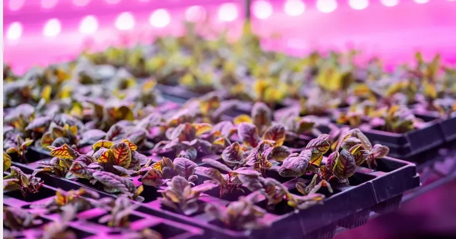 China Launches World’s First AI-Controlled 20-Storey Vertical Plant Factory 7 China Launches World’s First Fully Unmanned 20-Storey Vertical Plant Factory