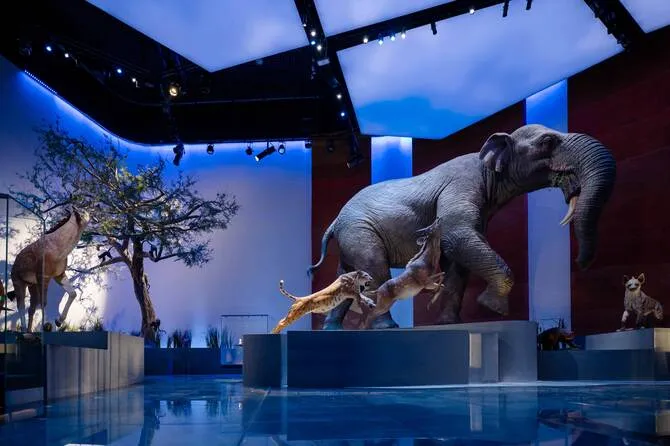 Mecanoo’s Natural History Museum Abu Dhabi Opens Its Doors 7 Natural History Museum Abu Dhabi