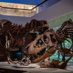 Natural History Museum Abu Dhabi