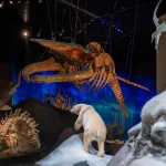 Natural History Museum Abu Dhabi
