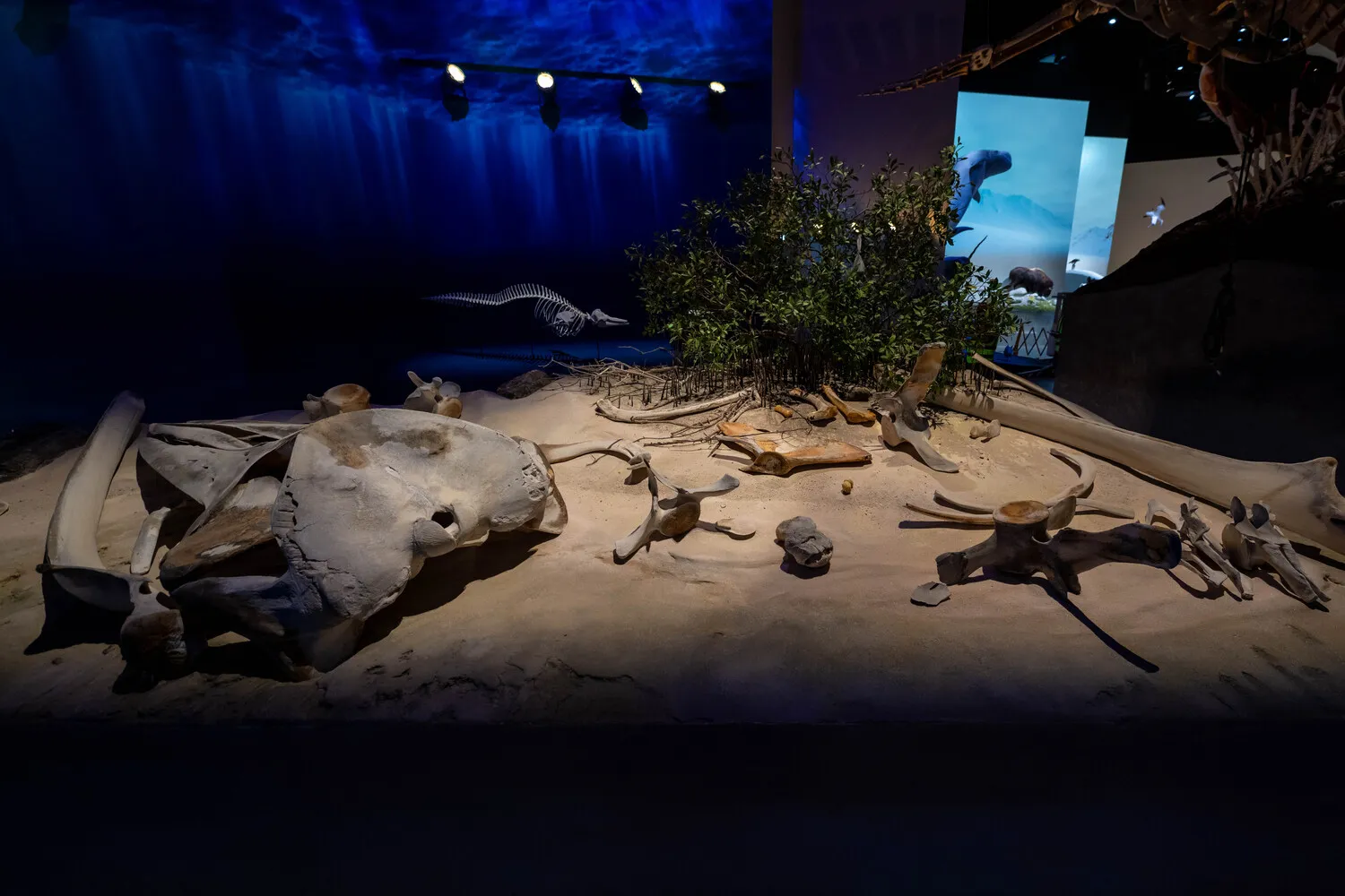 Mecanoo’s Natural History Museum Abu Dhabi Opens Its Doors 10 Natural History Museum Abu Dhabi