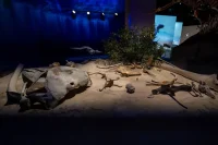 Museums and Cultural Buildings