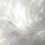 Pantone, Cloud Dancer, Color of the Year 2026
