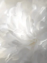Pantone, Cloud Dancer, Color of the Year 2026