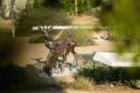 Zayed National Museum opens in Abu Dhabi