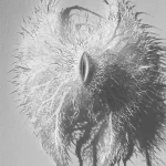 Iris van Herpen: Sculpting the Senses exhibition at the Brooklyn Museum in New York