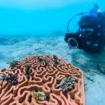 Healing the Planet with Robotics and 3D Printing