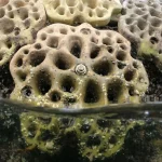 Healing the Planet with Robotics and 3D Printing
