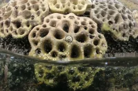 Healing the Planet with Robotics and 3D Printing
