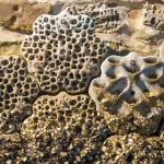 Healing the Planet with Robotics and 3D Printing
