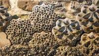 Healing the Planet with Robotics and 3D Printing