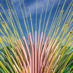 Chorus Ventus by NEON, A Plant-Inspired Installation Blooms at Lauritzen Gardens