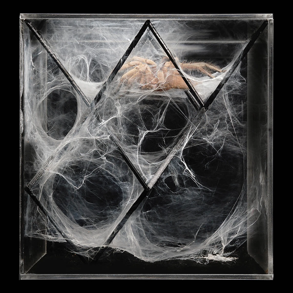 Organic Intelligence: Nature as the First Parametric System 6 Organic Intelligence