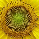 Organic Intelligence