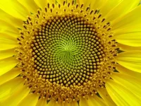 Organic Intelligence