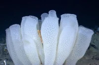 Vancouver’s Sea Sponge-Inspired Tower Challenges the Glass Skyscraper Model.
