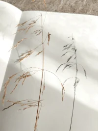 A Biophilic Year