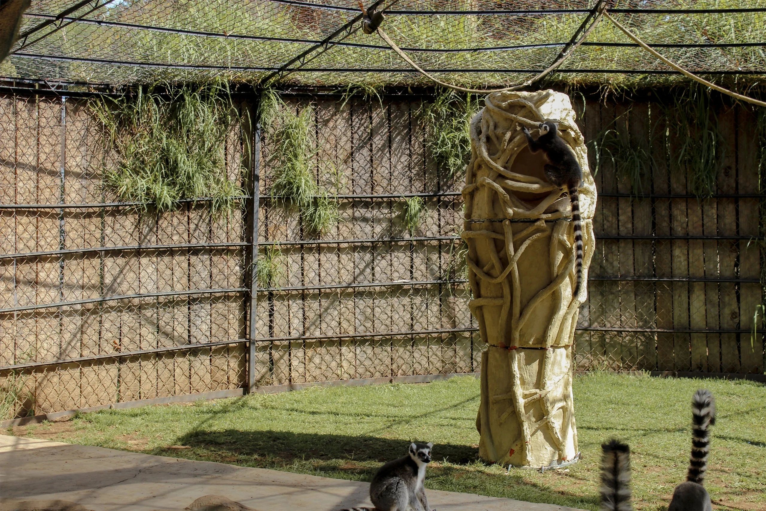 Baobab Shelter: How Biomimetic and Parametric Design is Transforming Lemur Welfare at Morelia Zoo 25 Baobab Shelter