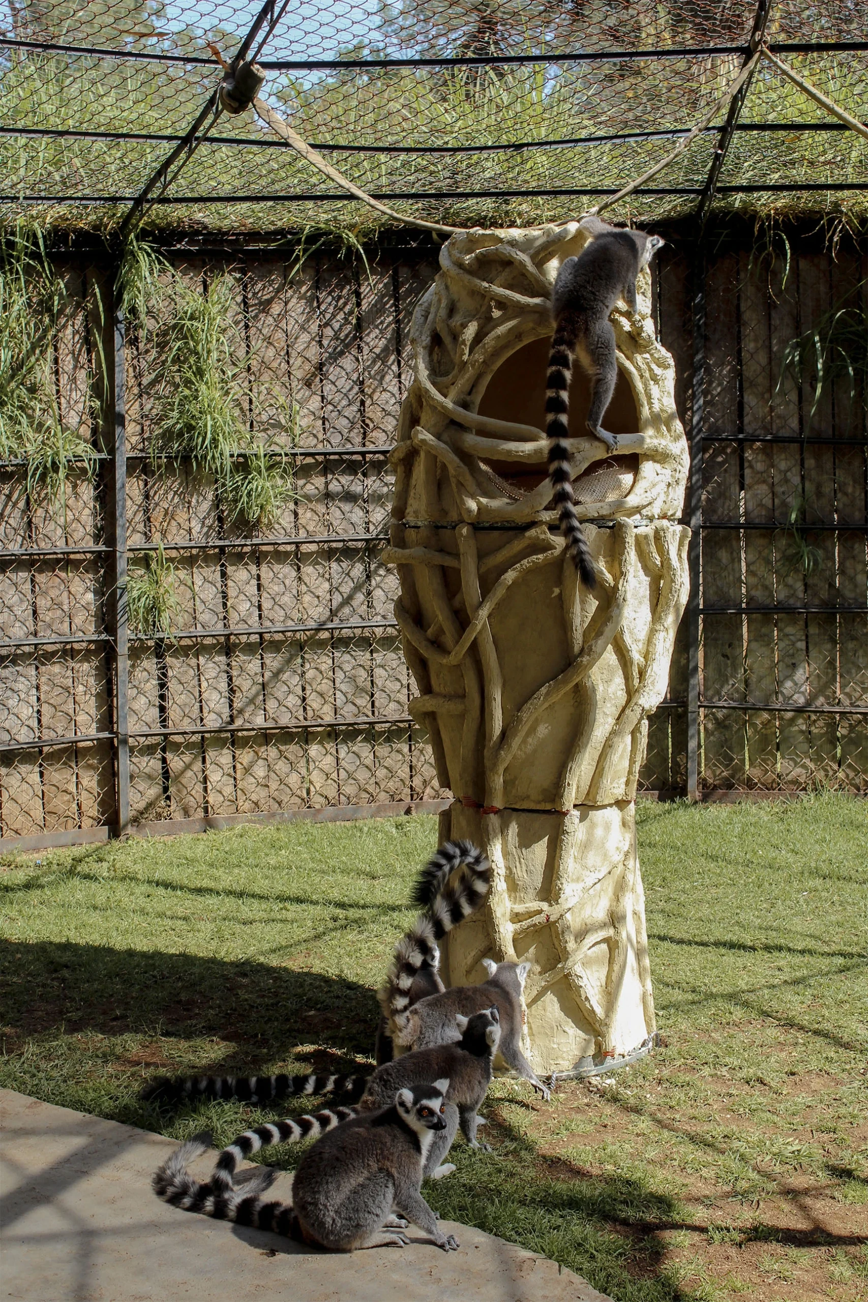 Baobab Shelter: How Biomimetic and Parametric Design is Transforming Lemur Welfare at Morelia Zoo 23 Baobab Shelter