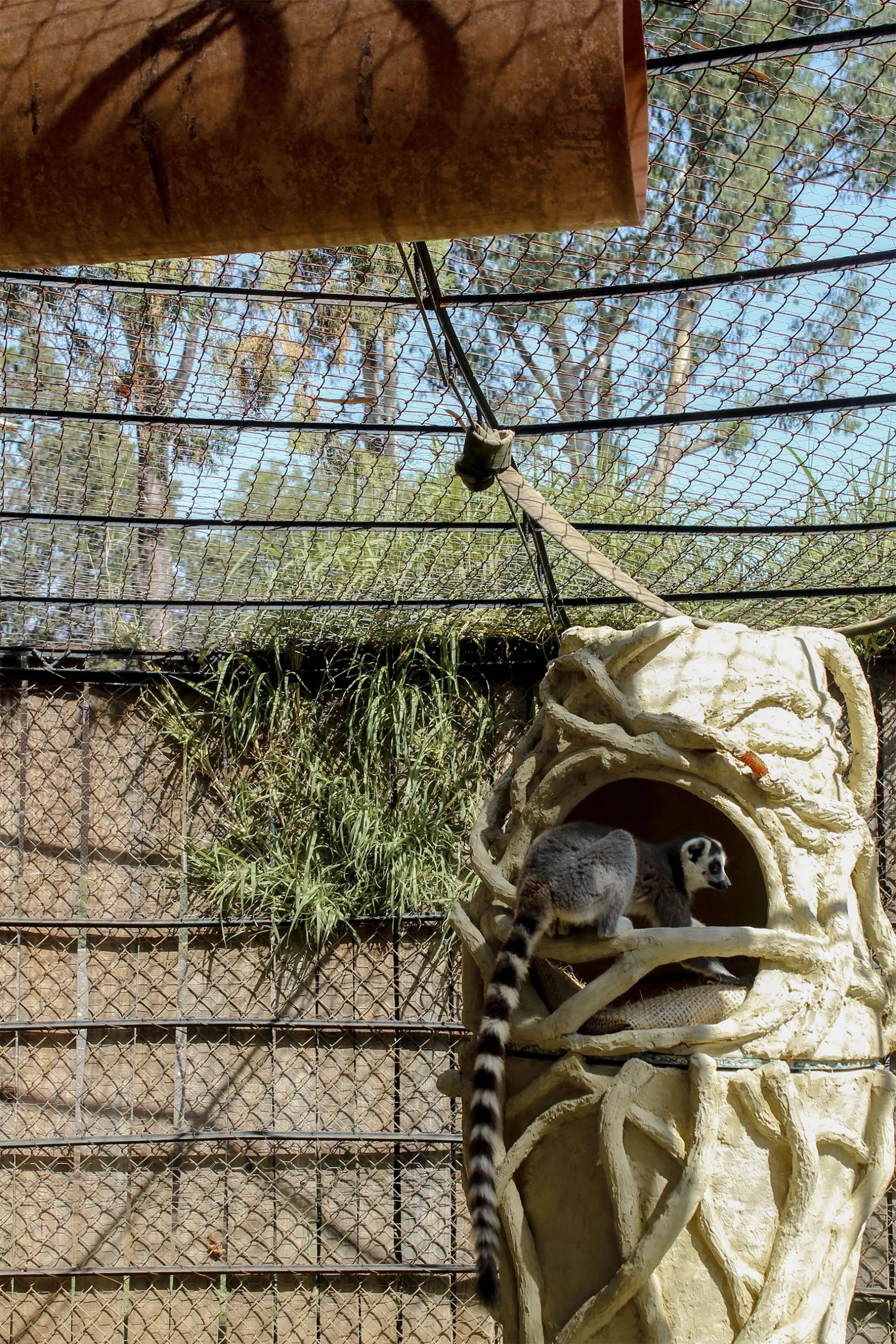 Baobab Shelter: How Biomimetic and Parametric Design is Transforming Lemur Welfare at Morelia Zoo 21 Baobab Shelter