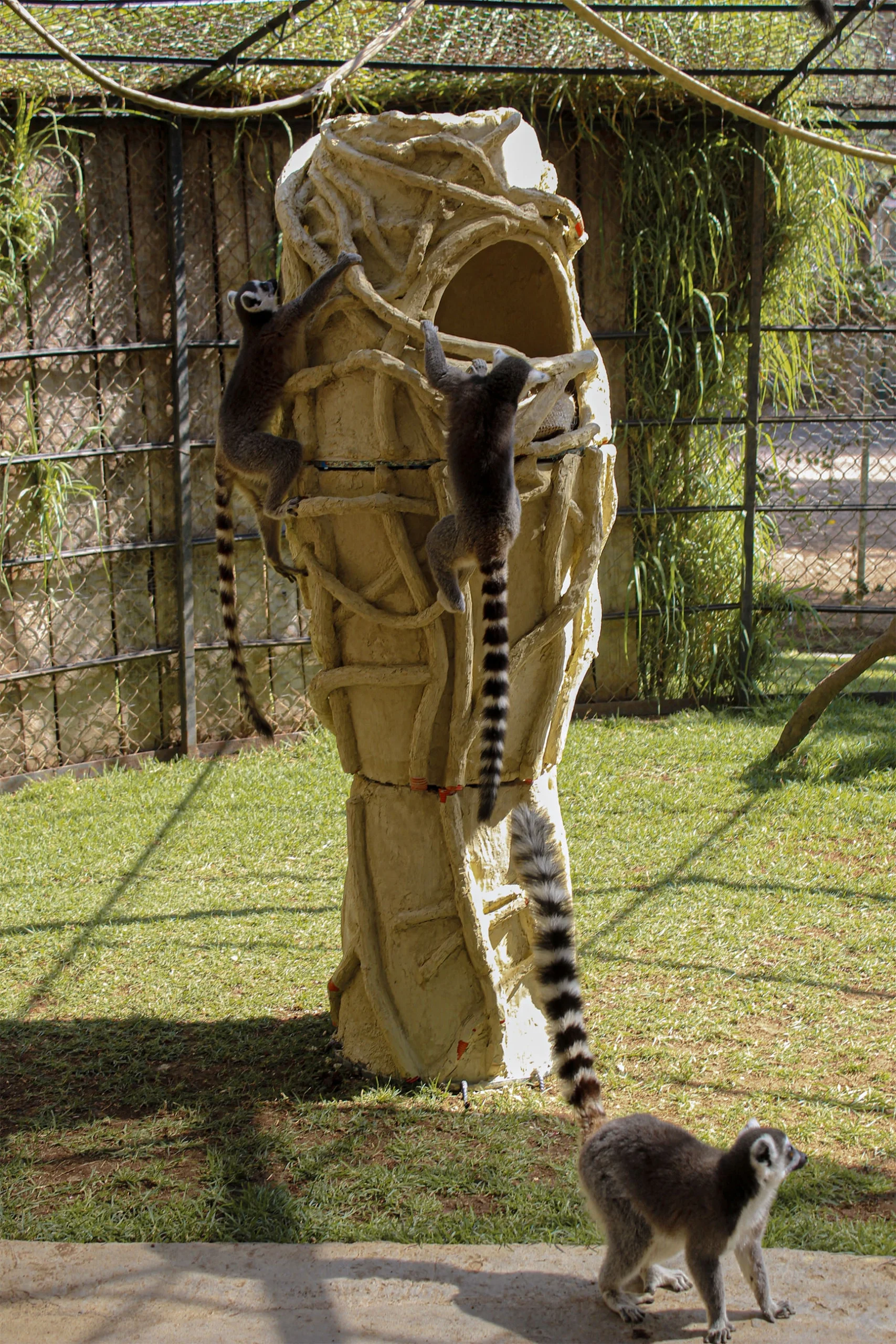 Baobab Shelter: How Biomimetic and Parametric Design is Transforming Lemur Welfare at Morelia Zoo 10 Baobab Shelter