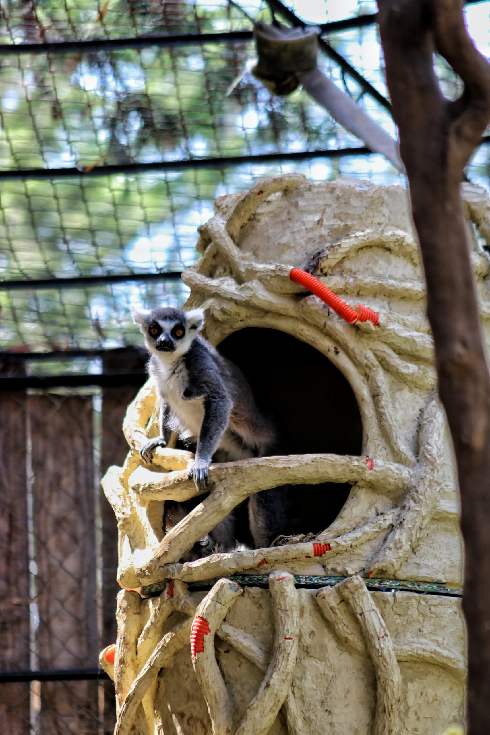 Baobab Shelter: How Biomimetic and Parametric Design is Transforming Lemur Welfare at Morelia Zoo 16 Baobab Shelter