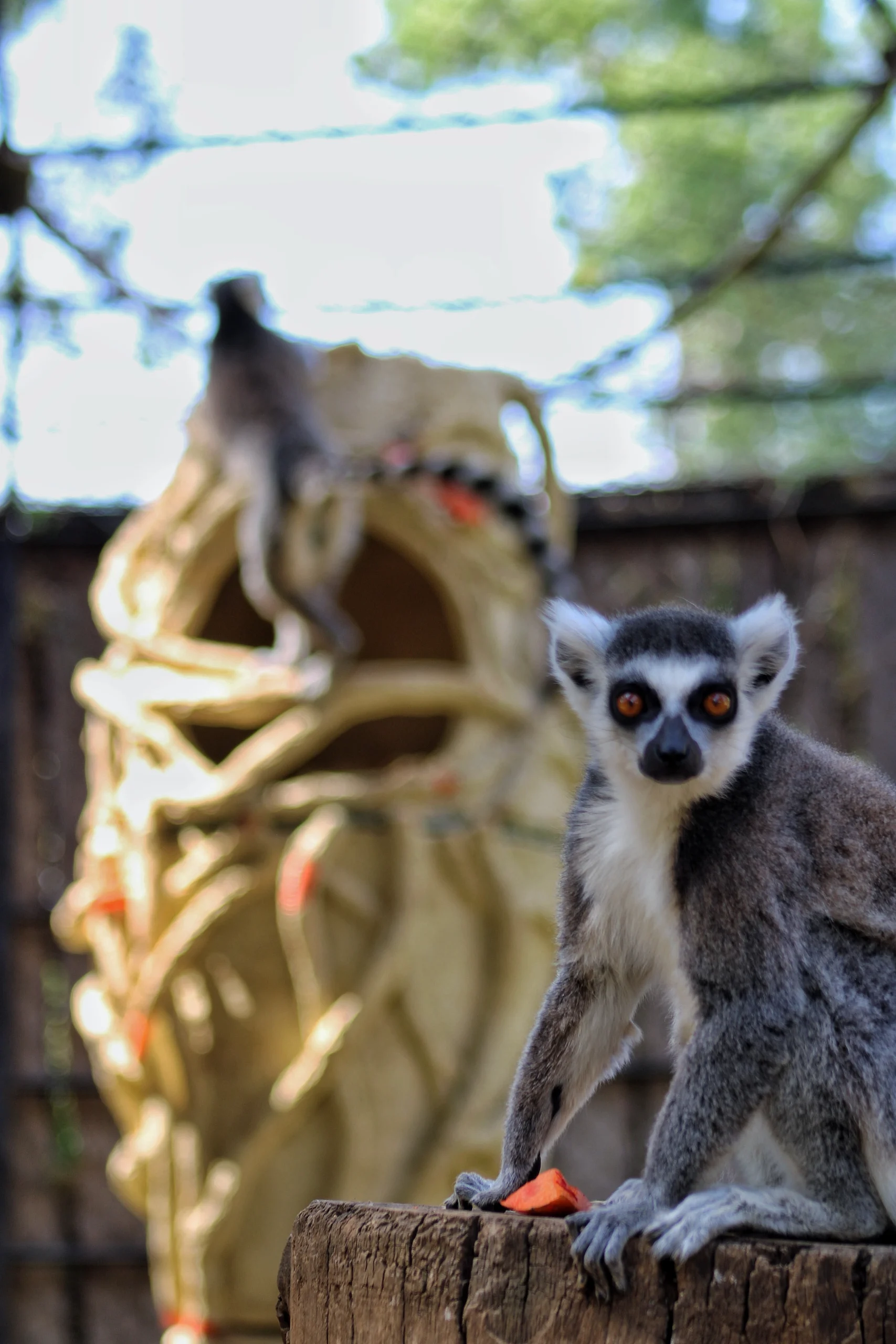 Baobab Shelter: How Biomimetic and Parametric Design is Transforming Lemur Welfare at Morelia Zoo 22 Baobab Shelter