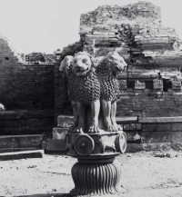 Lion Capital of the Ashokan Pillar during excavation