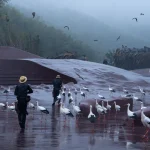 Handlers and a large flock of storks moving across the wet amphitheater floor in misty conditions