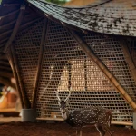 Spotted deer standing in front of a large bamboo lattice pavilion on red earth