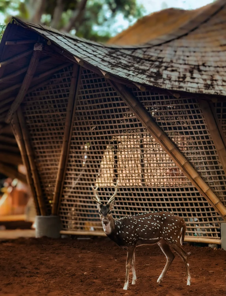 Spotted deer standing in front of a large bamboo lattice pavilion on red earth