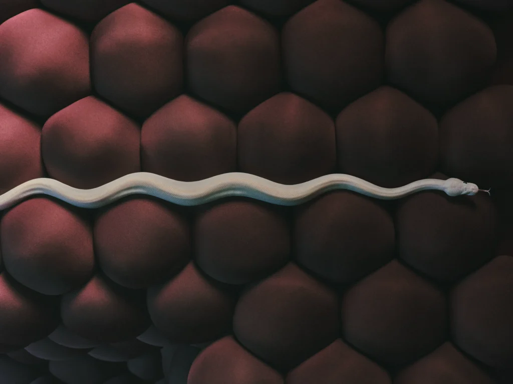 Close-up of a pale snake curving between soft, rounded maroon cushion forms