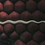 Close-up of a pale snake curving between soft, rounded maroon cushion forms